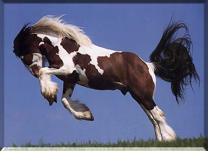 Le Tinker cheval Irlandais